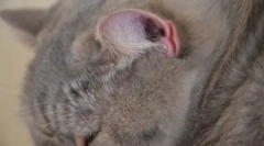 Mačka má horúce uši: čo robiť